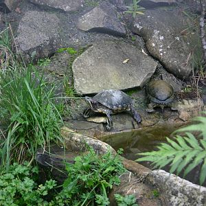Ti Point Reptile Park