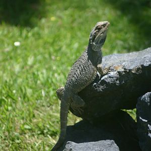 Ti Point Reptile Park, Bearded Dragon