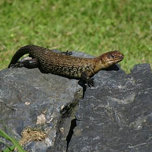 Ti Point Reptile Park, Cunningham Skink