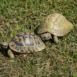 Ti Point Reptile Park, Hermann's Tortoises