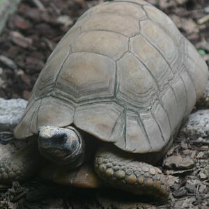 Ti Point Reptile Park, Yellow-footed Tortoise