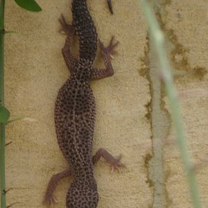 Ti Point Reptile Park, Leopard Gecko