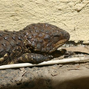 Ti Point Reptile Park, Shingleback Lizard