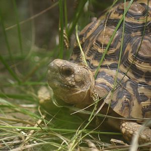 Ti Point Reptile Park, Leopard Tortoise