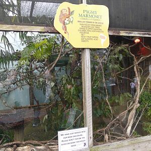 Pygmy marmoset enclosure