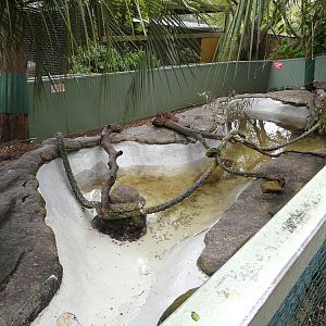 Small-clawed otter enclosure