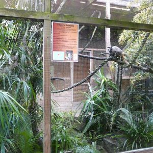 Emperor tamarin enclosure