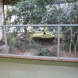 Rhinoceros iguana enclosure