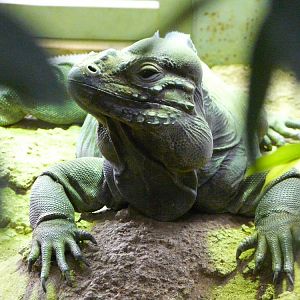Rhinoceros iguana
