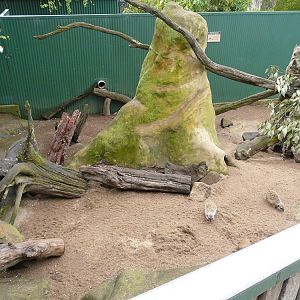 Meerkat enclosure