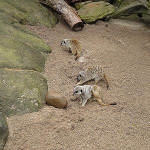 Meerkats