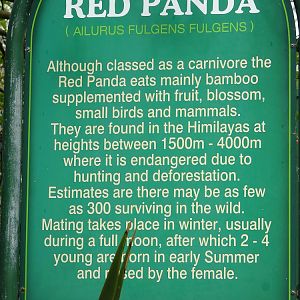 Red panda signage