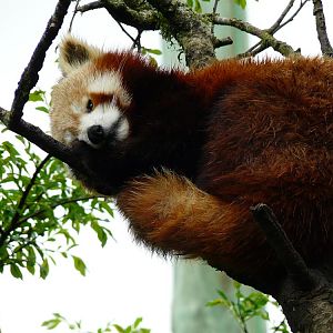 Red panda