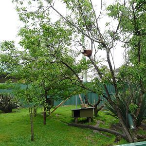 Red panda enclosure
