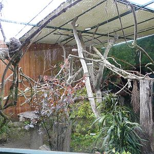 "Callitrichidae Castle" cotton-top enclosure