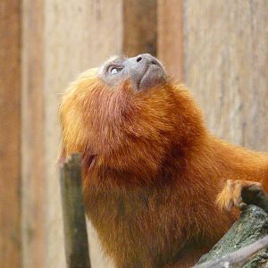 Golden Lion Tamarin