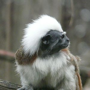 Cotton-top Tamarin