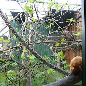 "Callitrichidae Castle" GLT enclosure