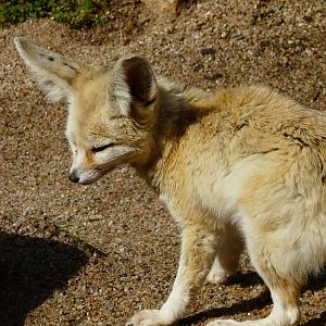 Fennec fox