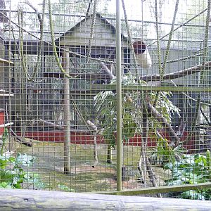 De Brazza Monkey cage