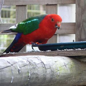 King parrot - wild