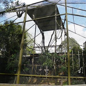 Lar Gibbon cage