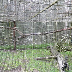 Part of second serval enclosure
