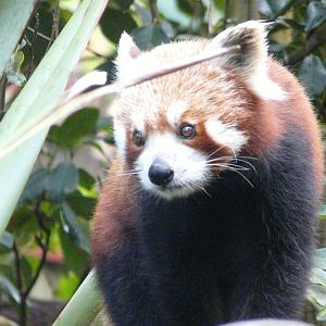 Red panda