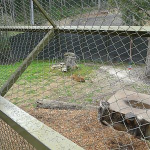 Lion enclosure