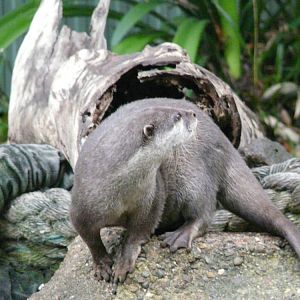 Small-clawed otter