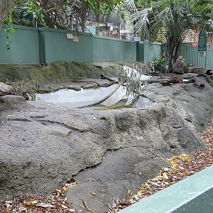 Small-clawed otter enclosure