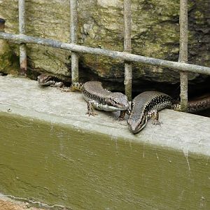 Skinks - wild
