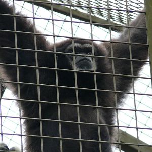 Lar gibbon