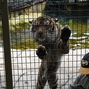 Tiger at feed talk