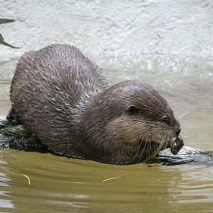 Small-clawed otter