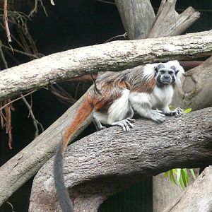 Cotton-top tamarin