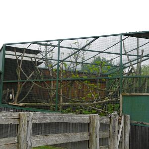 "Callitrichidae castle" side view