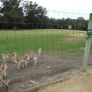 Fallow deer herd and paddock