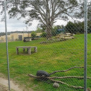 "Timbavati" white lion enclosure