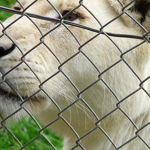 White lioness