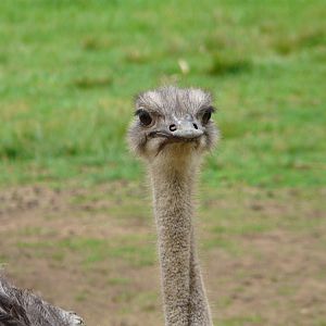 Ostrich
