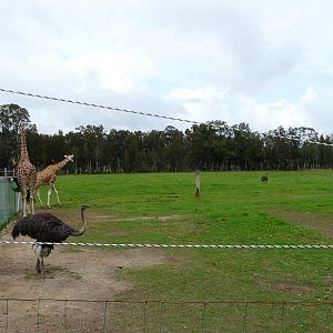 Giraffe and ostrich paddock