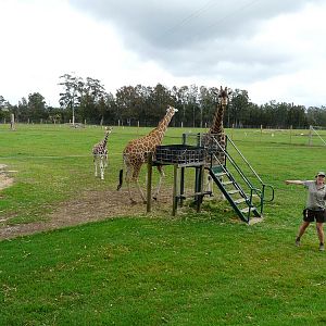 Giraffe feeding station