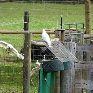 Sulphur-crested cockatoos - wild