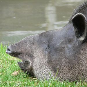 Brazilian tapir