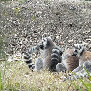 Ring-tailed lemur