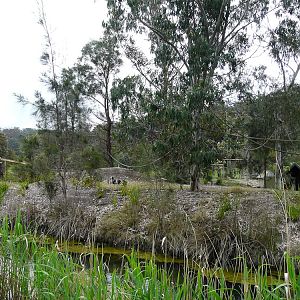 Ring-tailed lemur island