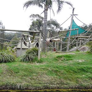 Black-handed spider monkey island