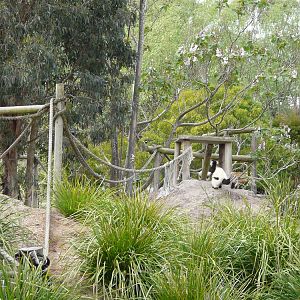Ruffed lemur island