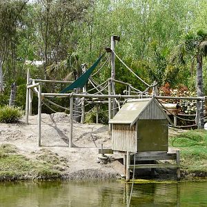 Smaller siamang island